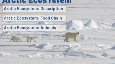 arctic-ecosystem-description-food-chain-and-animals