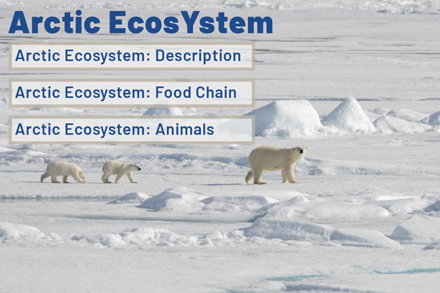 arctic ocean animals and plants