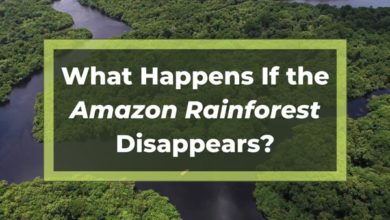 What happens If the amazon rainforest disappears?