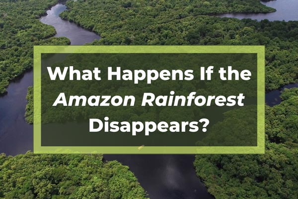 What Happens If the Amazon Rainforest Disappears? - Earth Reminder