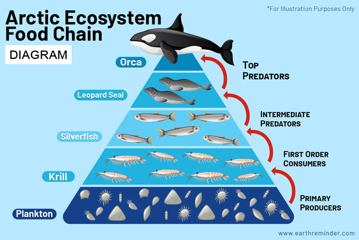 Arctic Ecosystem: Description, Food Chain, and Animals | Earth Reminder Arctic Ecosystem: Description, Food Chain, and Animals | Earth Reminder