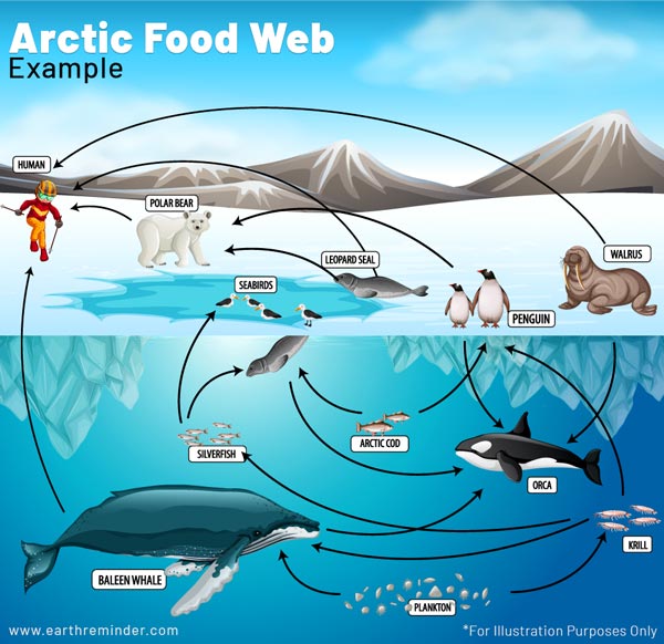 pacific ocean animals food chain