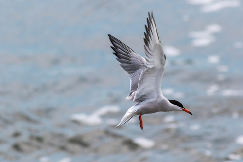 arctic-tern-bird