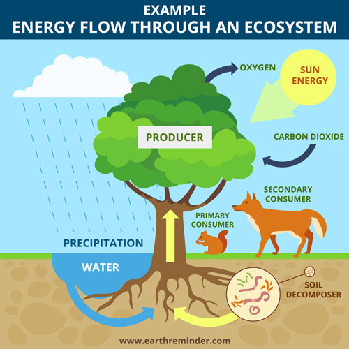 energy-flow-through-an-ecosystem
