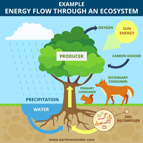 guided video tour energy flows through an ecosystem