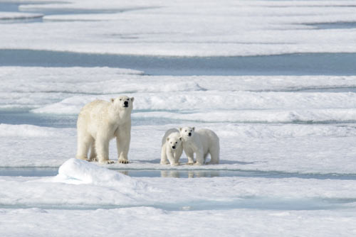 polar-bear-and-cubs
