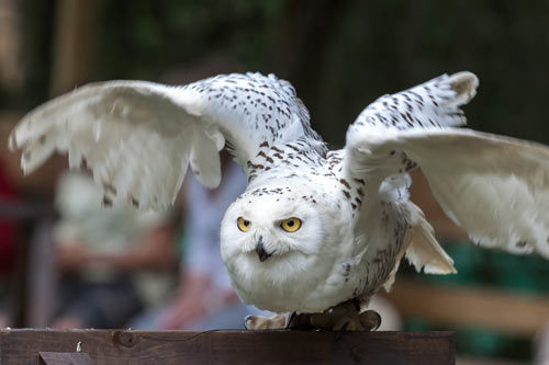 snowy-owl