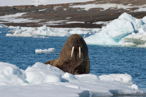 walrus-on-ice