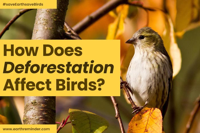 How Does Deforestation Affect Birds? | Earth Reminder