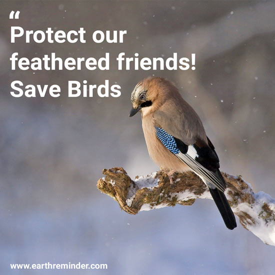protect-our-birds-from-deforestation