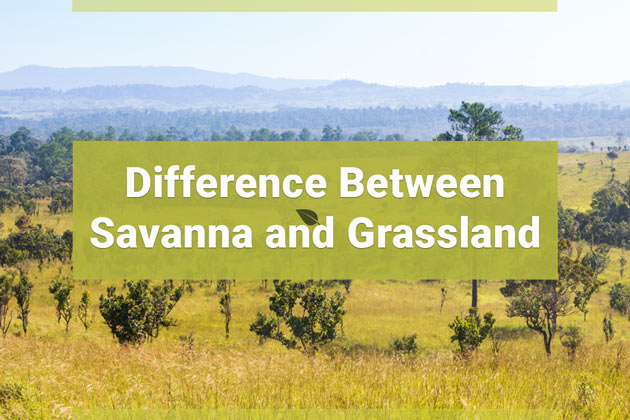 Difference Between Savanna and Grassland | Earth Reminder