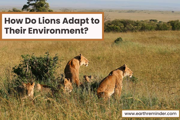 How Do Lions Adapt to Their Environment? - Earth Reminder