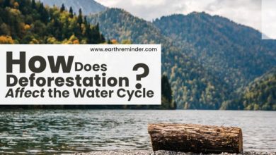 how-does-deforestation-affect-the-water-cycle