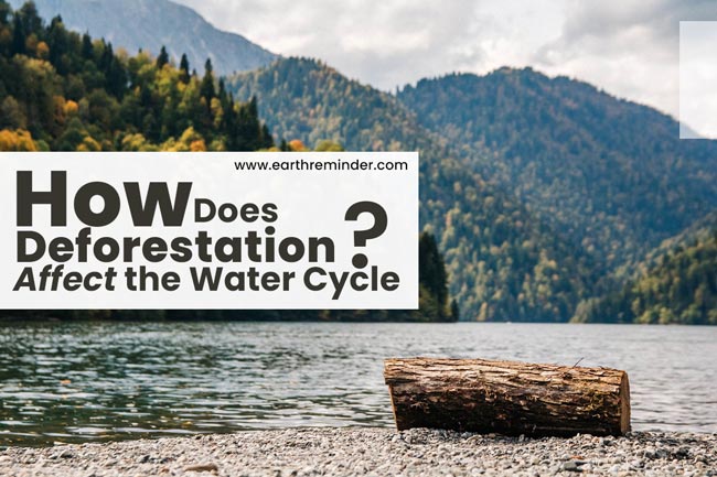 how-does-deforestation-affect-the-water-cycle