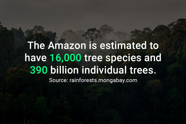 amazon-rainforest-fact