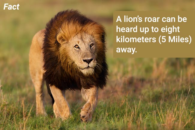 Lion fact: Lion's roar can be heard up to eight kilometers away