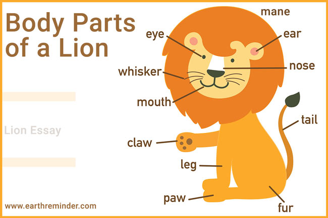 body-parts-of-a-lion