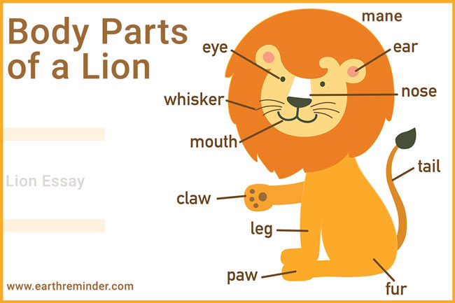 essay on lion in english for class 1