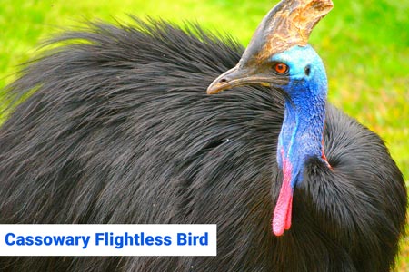 cassowary-flightless-bird