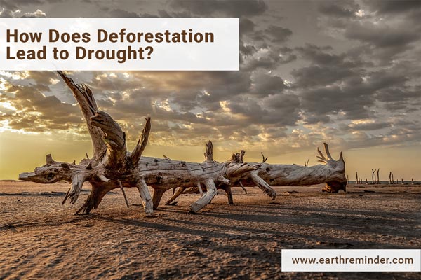how-does-deforestation-lead-to-drought