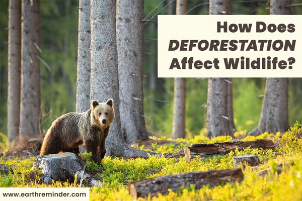 Deforestation Animals Affected