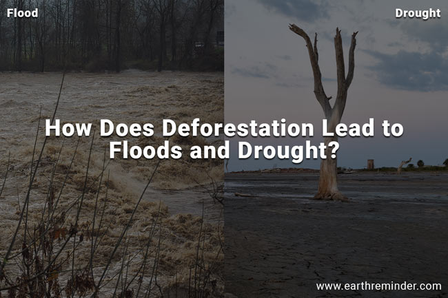 flooding due to deforestation case study