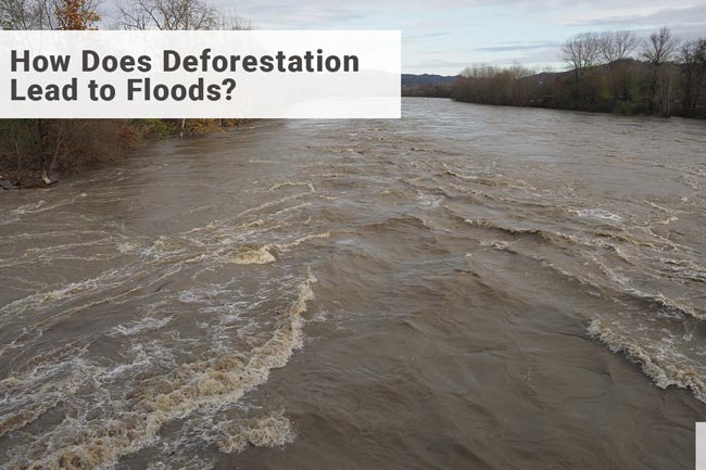 how-does-deforestation-lead-to-floods