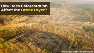 how-does-deforestation-affect-the-ozone-layer