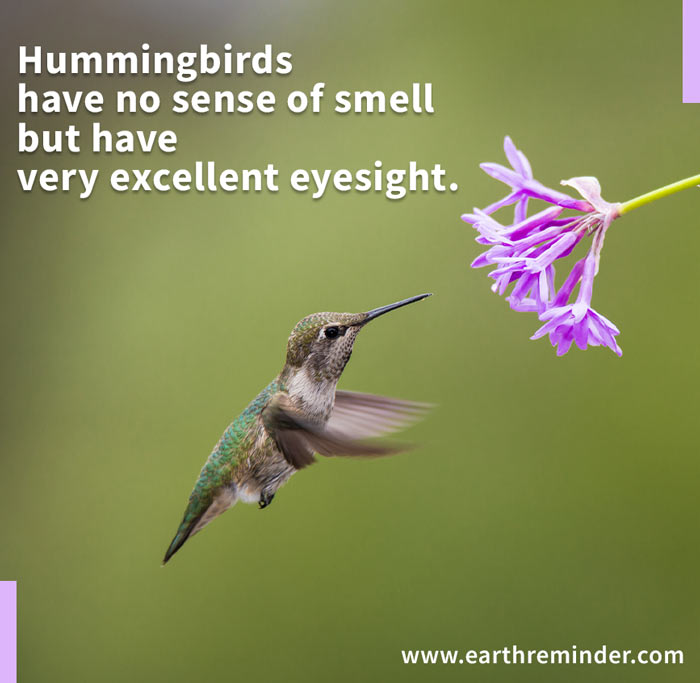 humming-bird-fact