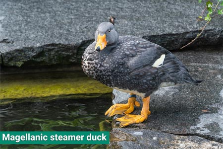 magellanic-steamer-duck