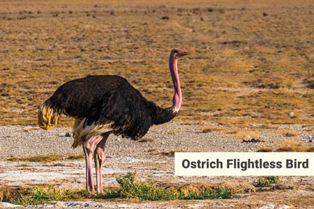ostrich-flightless-bird