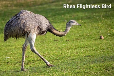 rhea-fast-flightless-bird
