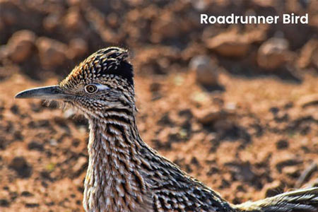 roadrunner-bird