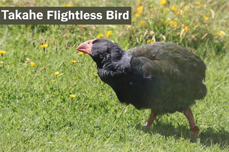 takahe-flightless-bird