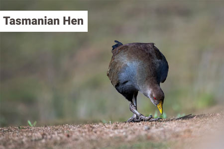 tasmanian-hen