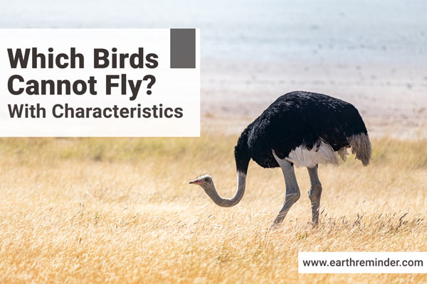 which-birds-cannot-fly-with-characteristics