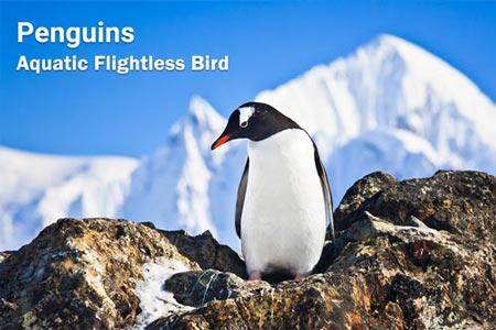 penguin-aquatic-flightless-bird