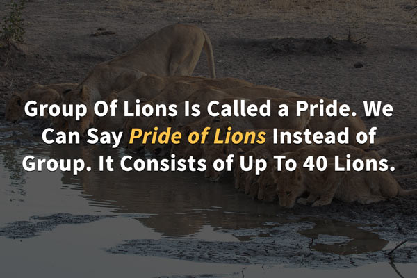 pride-of-lions