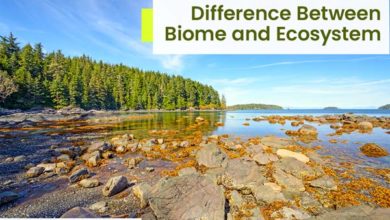 difference-between-biome-and-ecosystem