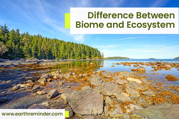 difference-between-biome-and-ecosystem