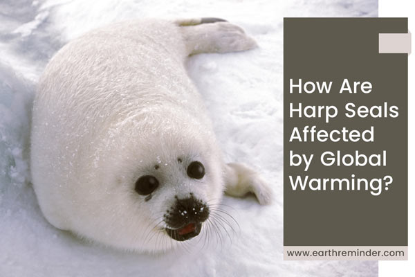how are harp seals affected by global warming?