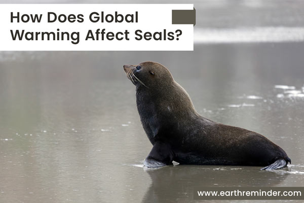 how does global warming affect seals?