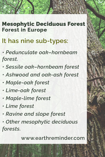 Sub types of Mesophytic Deciduous Forest in European forest