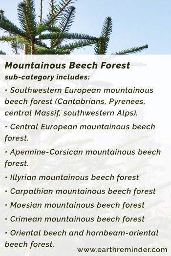 Sub types of Mountainous Beech Forest in European forests