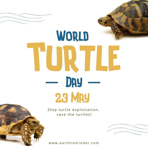 23 May World Turtle Day. Save The Turtles.