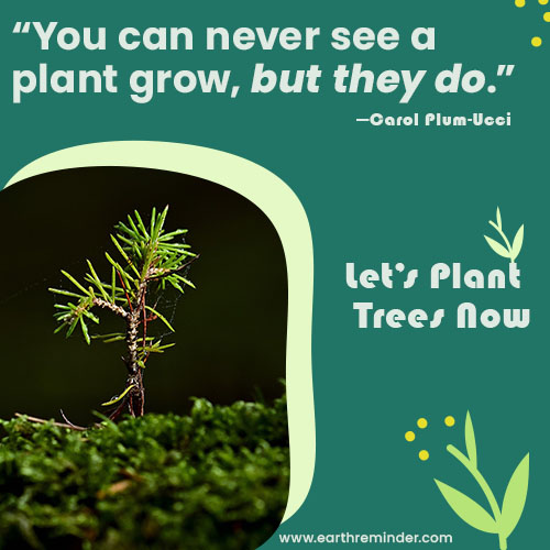 You can never see a plant grow, but they do. Save Earth and plant trees.