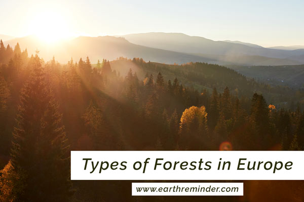 types of forests in Europe