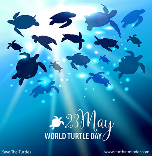 Save the Turtles! Celebrate World Turtle Day