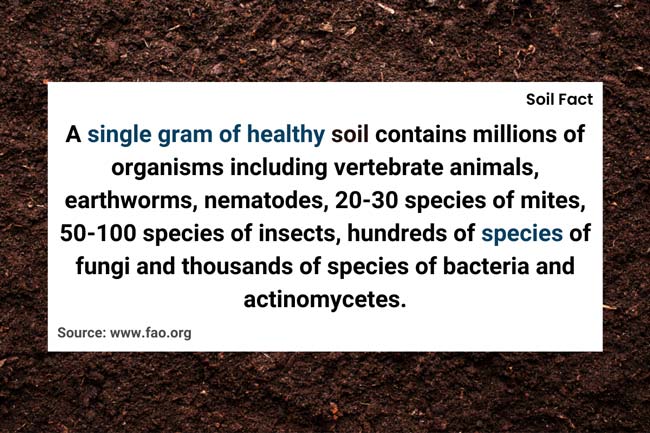 a-single-gram-of-healthy-soil-fact