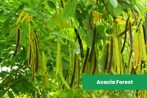 Acacia-Forests-in-Australia